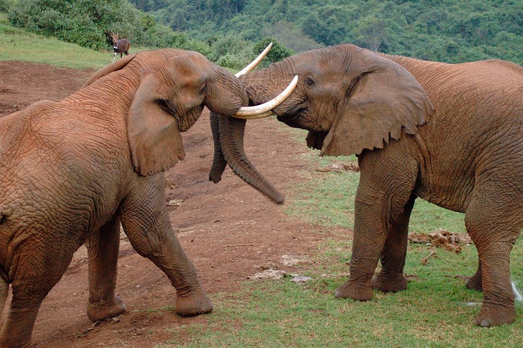 Two elephants sparring on a forest clearing in the Aberdares