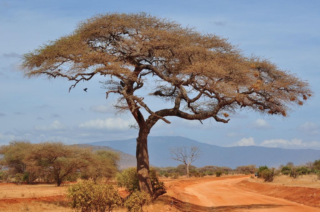 Umbrella acacia beside a red earth track