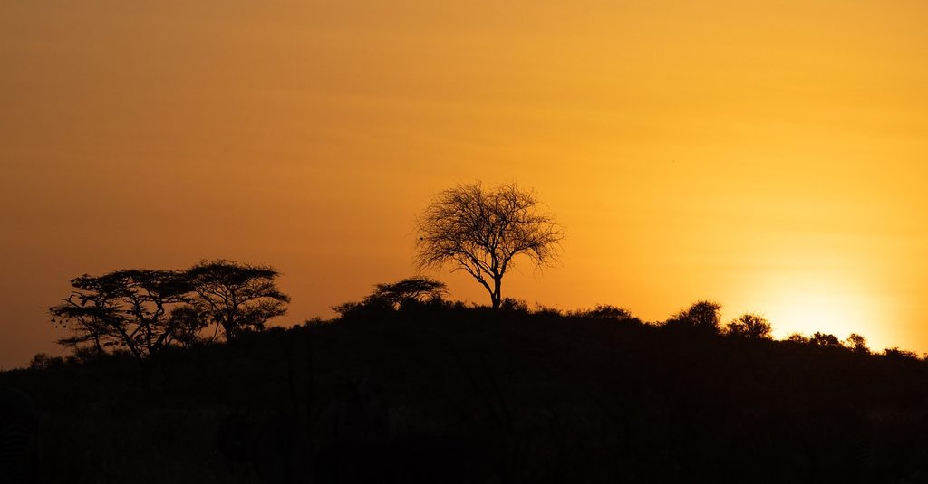 Acacia trees silhouetted against an orange sunset