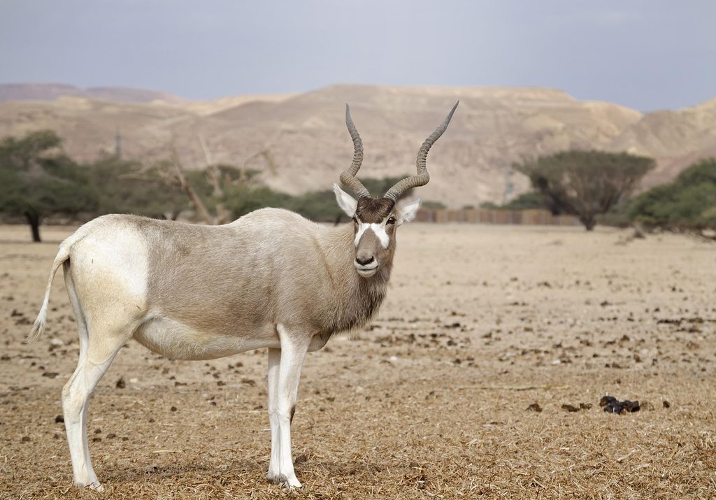 An addax antelope with long spiral horns standing on dry desert ground