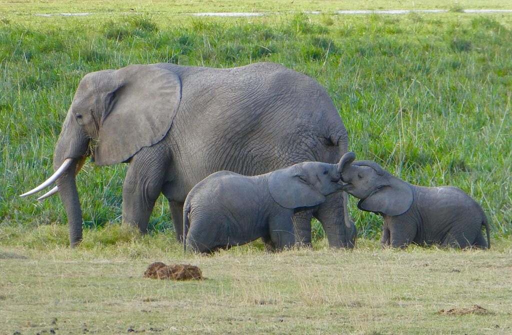 An elephant with two calves in the green swamp grass of Amboseli