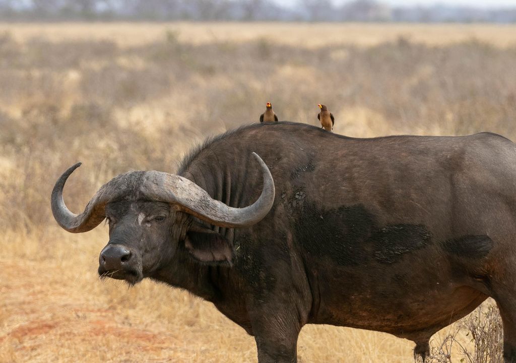 Cape buffalo with oxpeckers on its back