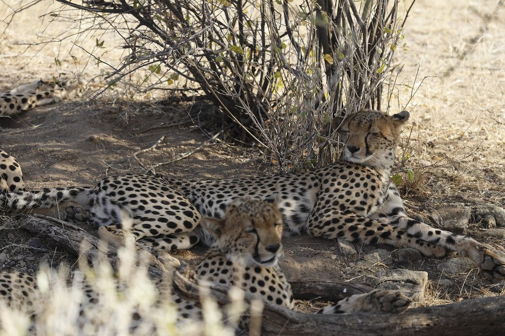 Cheetahs resting in the shade of dry bush