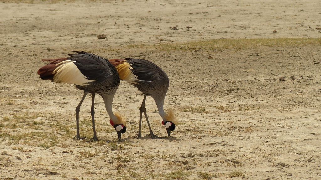 Grey crowned cranes feeding on dry ground