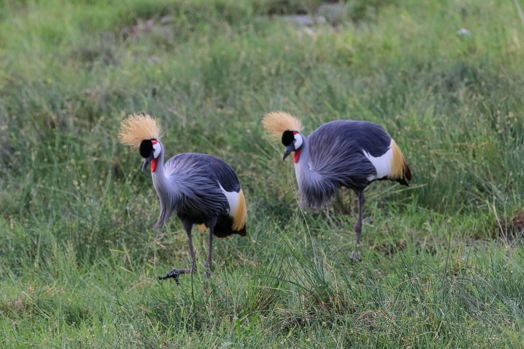 A pair of grey crowned cranes in green grass