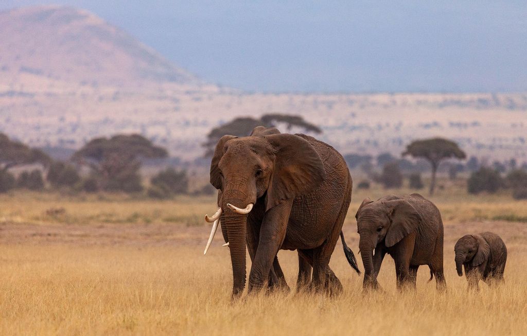 Elephant mother walking with two calves across dry grassland