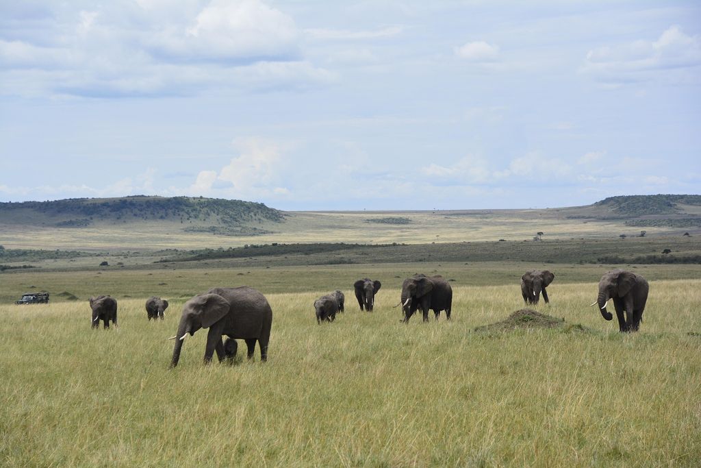 Elephant herd grazing across open grassland plains
