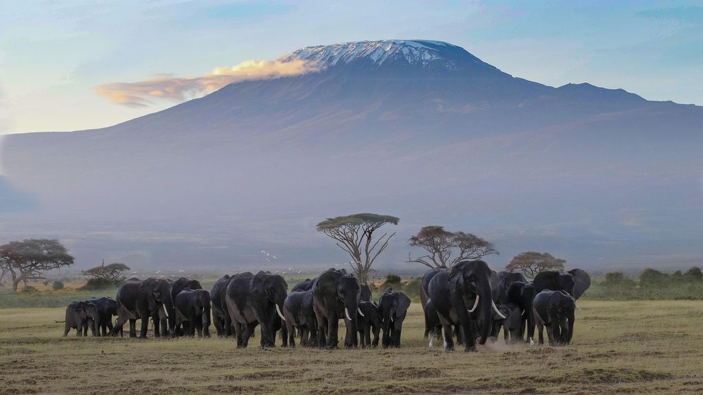 Elephant herd on open plains below Mount Kilimanjaro