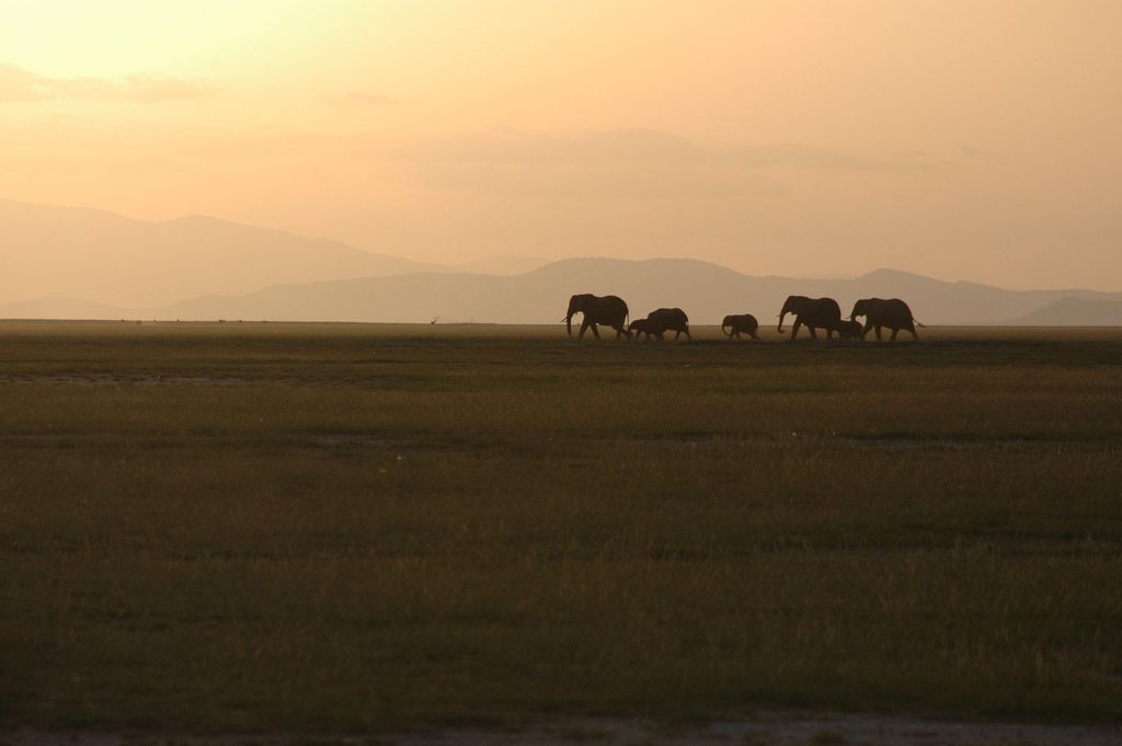 A line of elephants crossing the plains at dusk