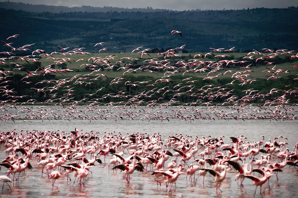 Thousands of flamingos massed along a lake shore below a wooded escarpment