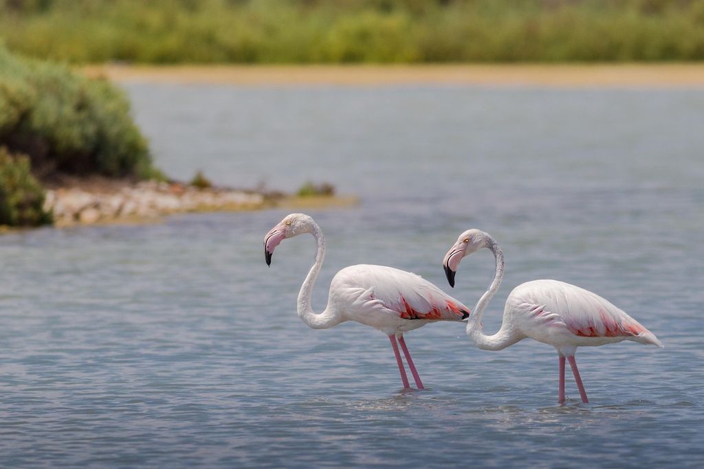 Two flamingos wading in a lake