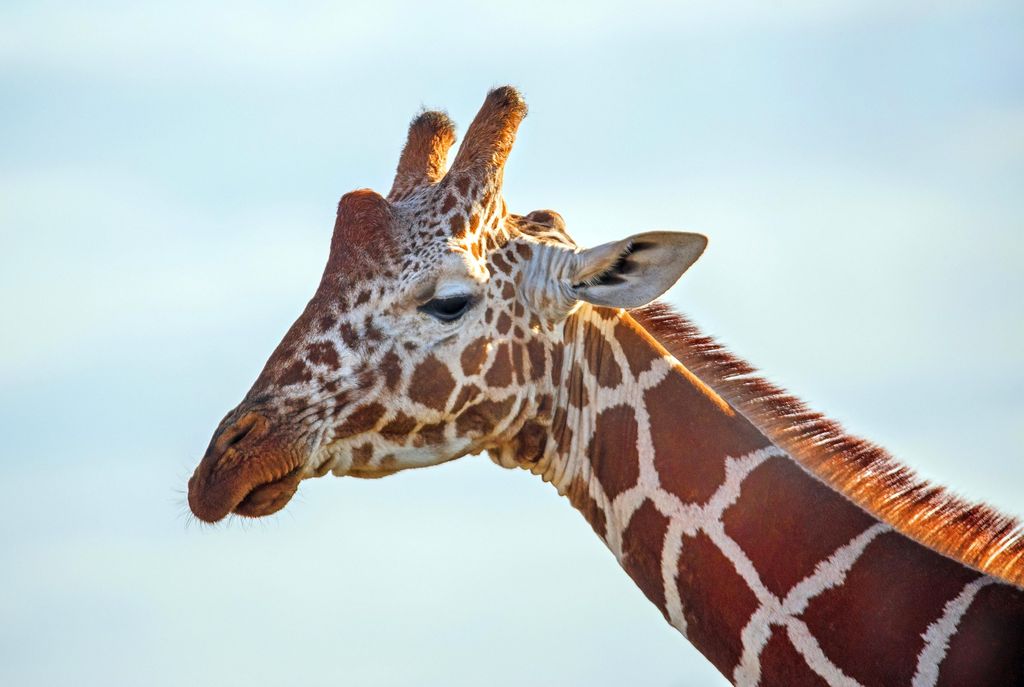 Close-up of a giraffe against a pale sky