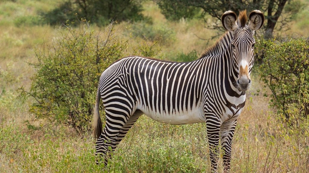 A Grevy's zebra standing in green bush