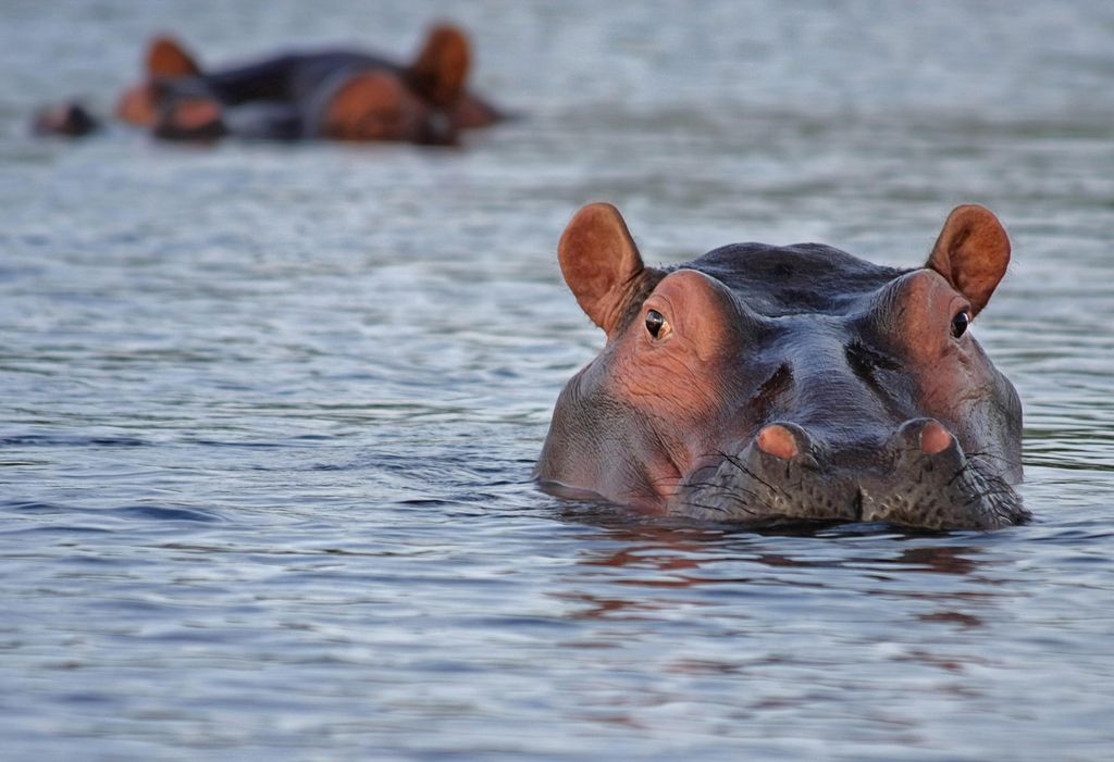 Hippo surfacing in a lake