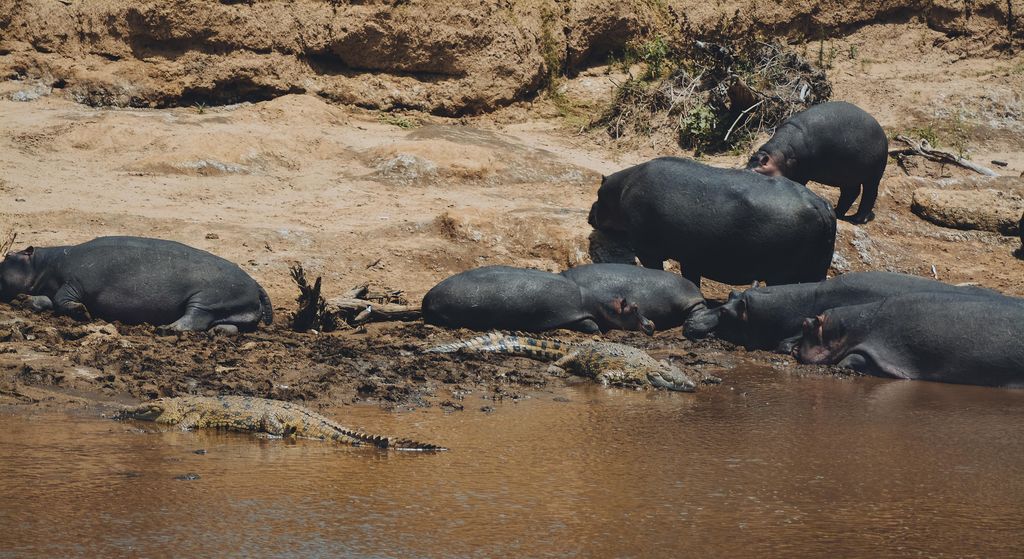 Hippos and a crocodile on a riverbank