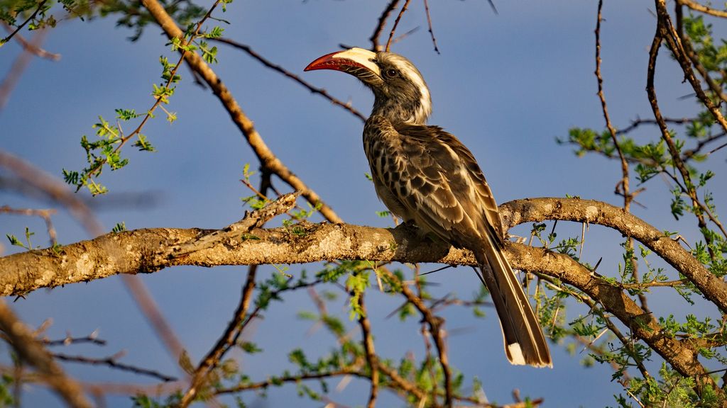 A hornbill perched on an acacia branch