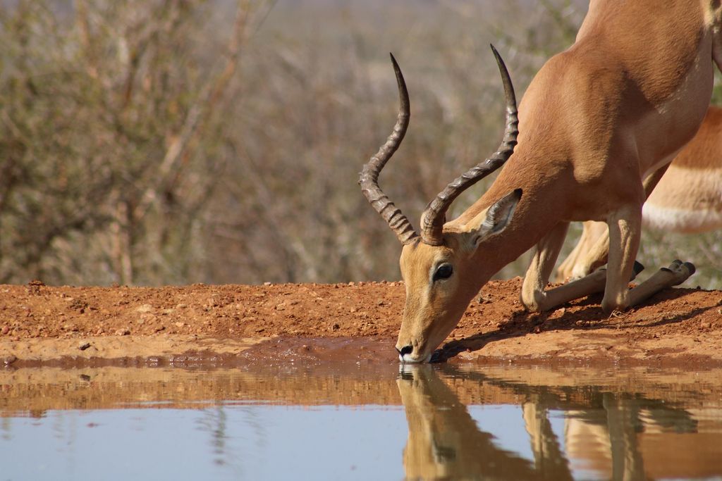 Impala drinking at a waterhole