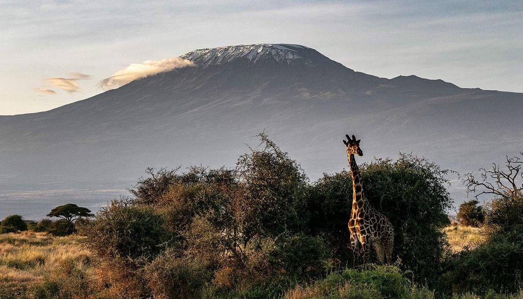 Giraffe in acacia bush with snow-capped Mount Kilimanjaro behind