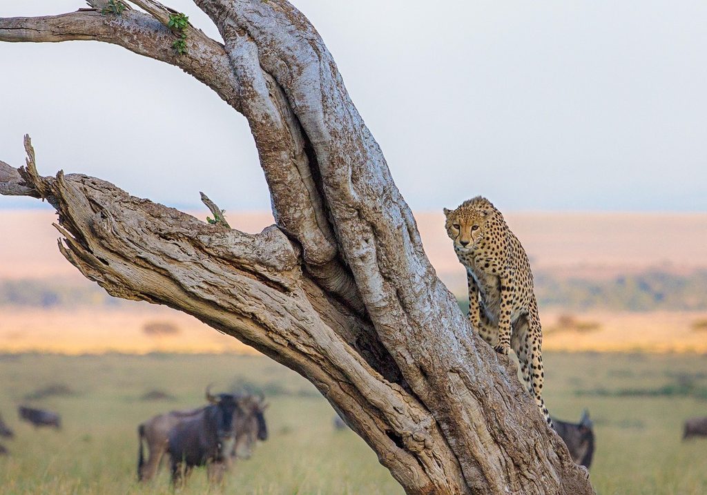 A leopard climbing a dead tree above grazing wildebeest