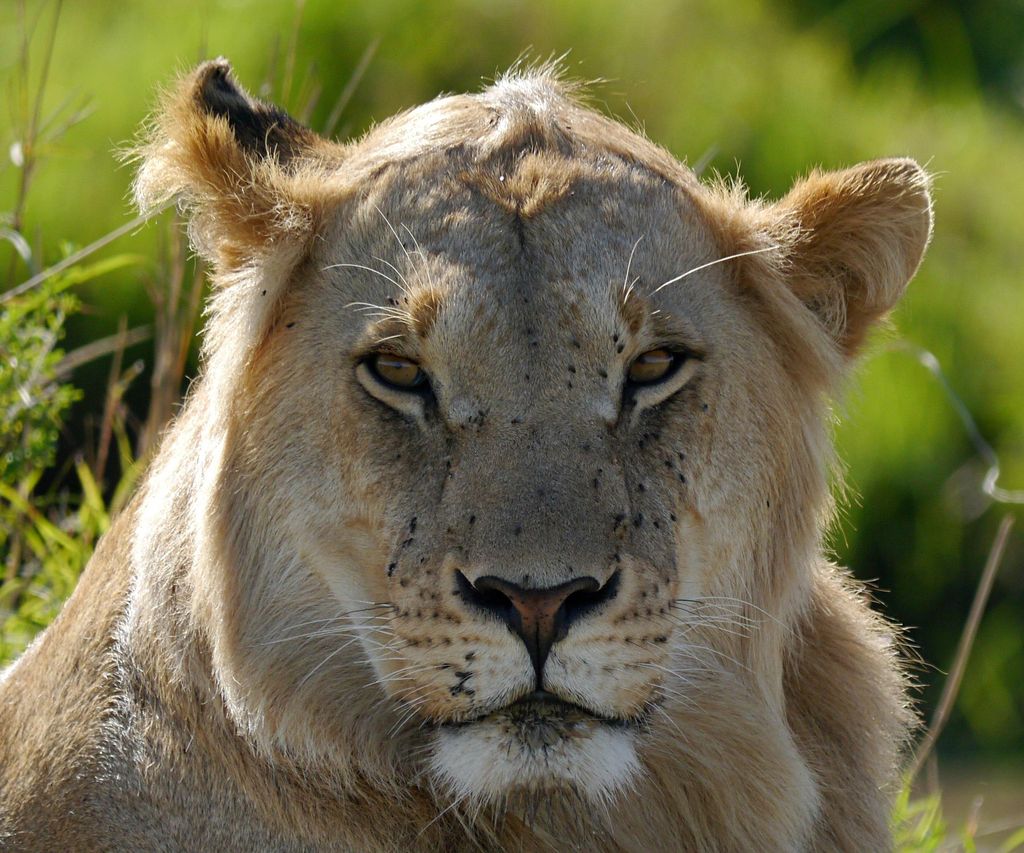 Close-up portrait of a young lion