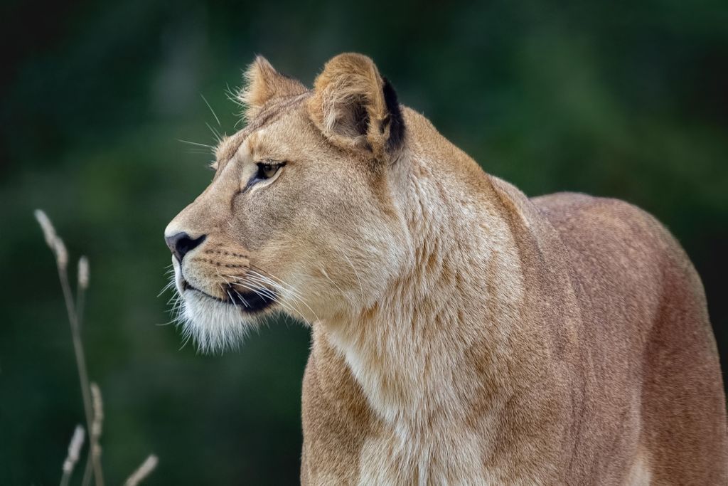 A lioness looking out across the grass
