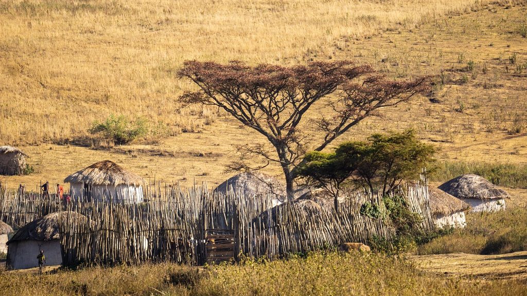 A Maasai homestead with a thorn fence and huts beneath an acacia in Tanzania