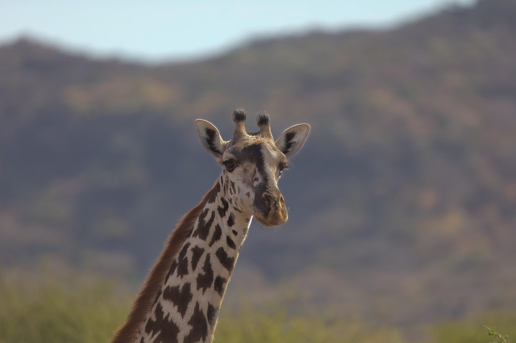 A Maasai giraffe looking towards the camera in front of a hillside