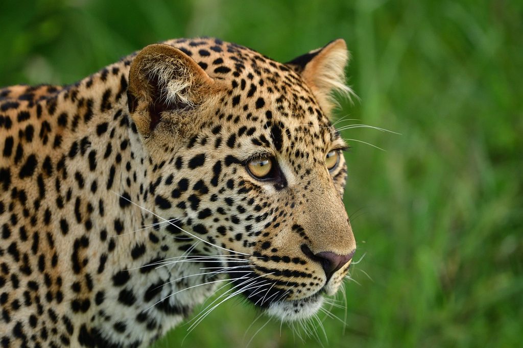 Close-up of a leopard in green grass