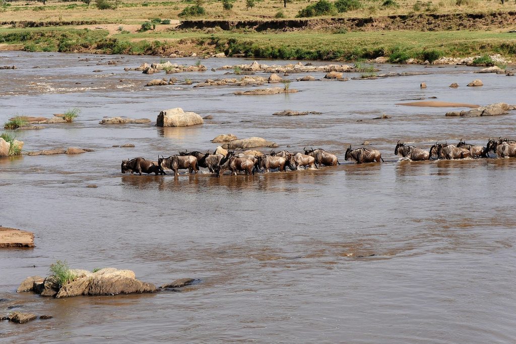 A line of wildebeest wading across a wide, rocky river