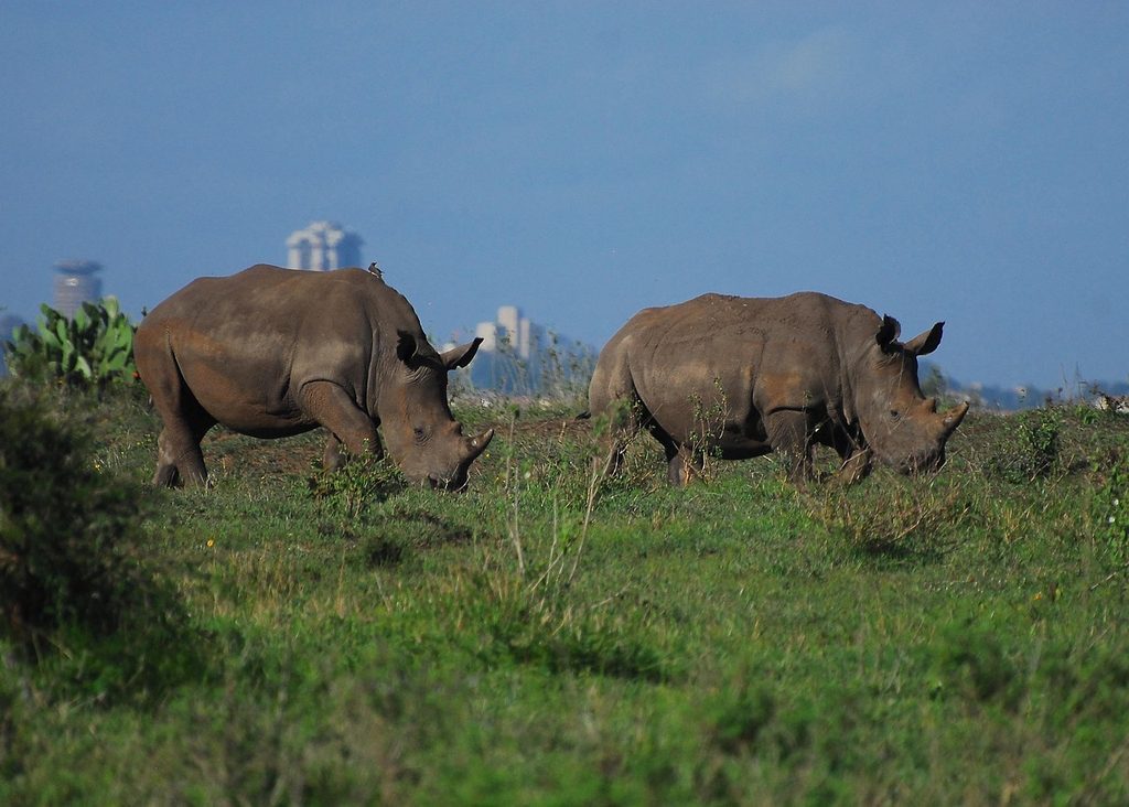Two rhinos grazing in Nairobi National Park with city buildings behind