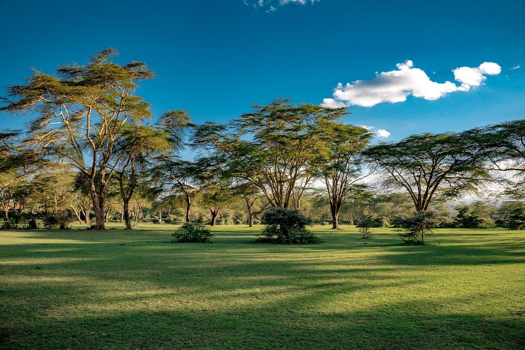 Yellow fever acacia trees on a green lawn near Lake Naivasha