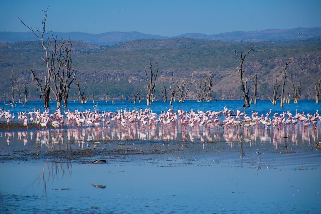 Flocks of pink flamingos on Lake Nakuru below dead acacia trees