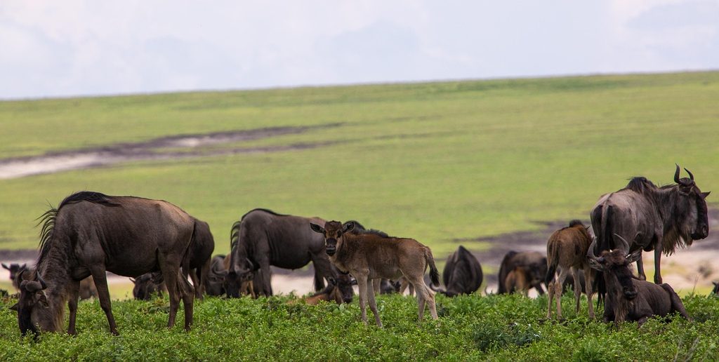 Wildebeest grazing on green grassland in the Ngorongoro Conservation Area