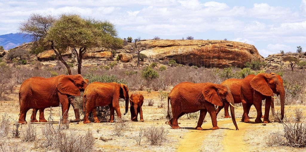 Elephants coated in red dust walking past rock outcrops