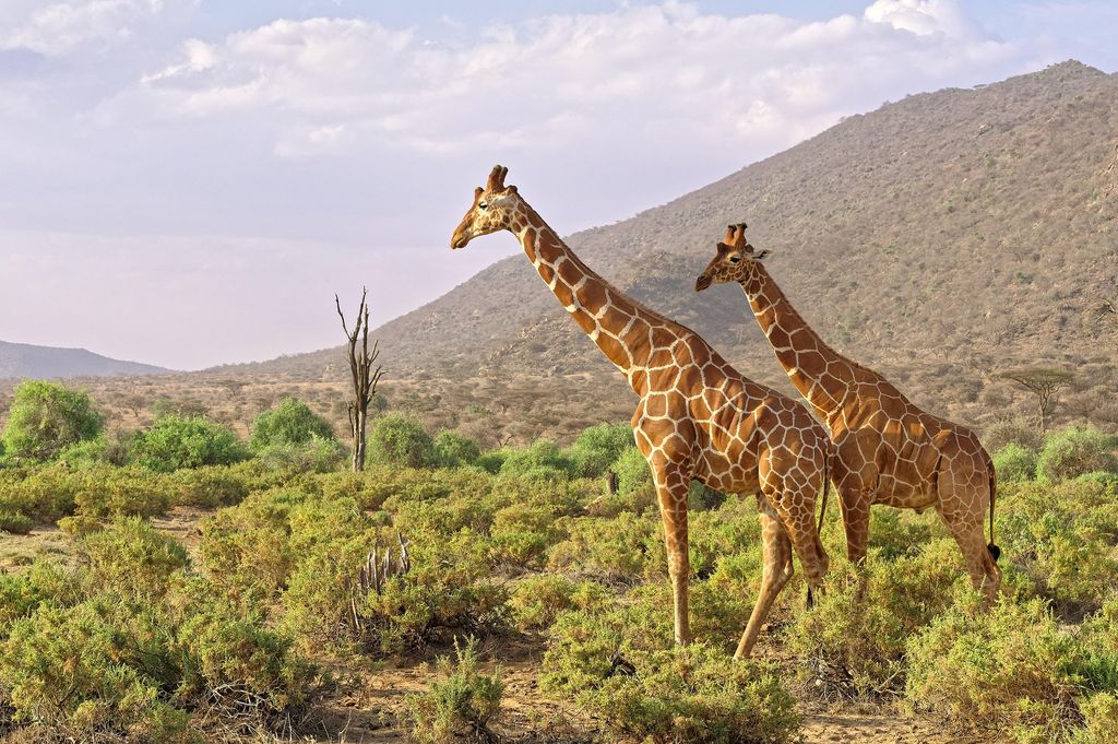 Two reticulated giraffes in green bush below a rocky hill
