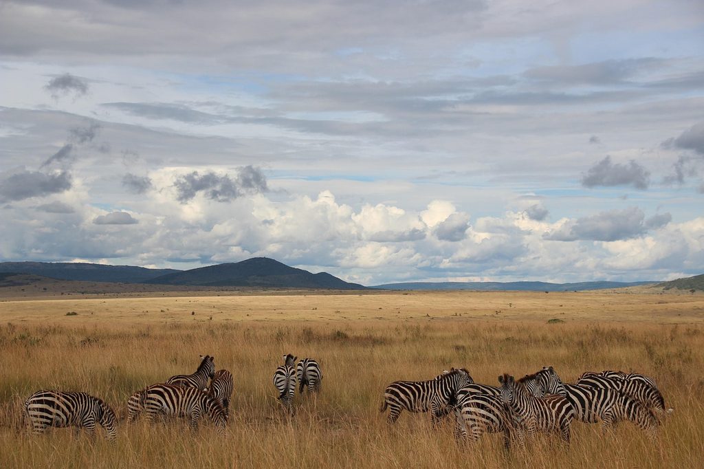 A herd of zebra grazing on open golden plains below a volcanic hill