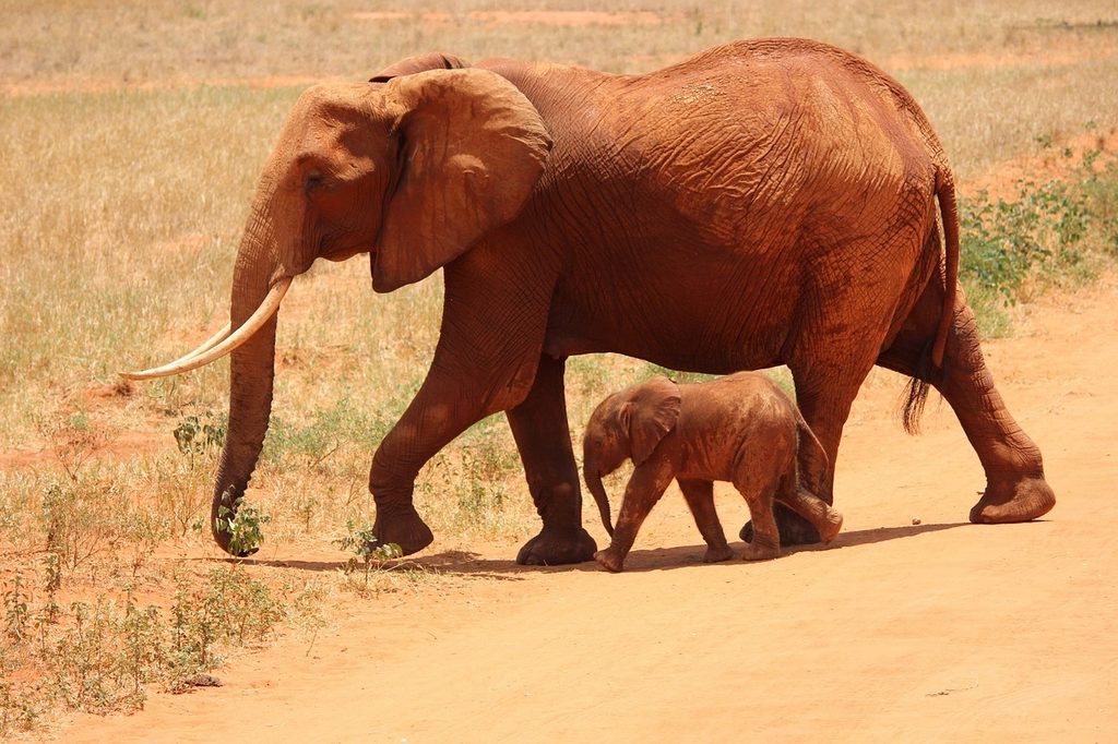 A red-dusted elephant and calf walking across Tsavo's red earth