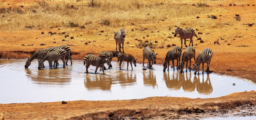 Zebras drinking at a waterhole in Tsavo West