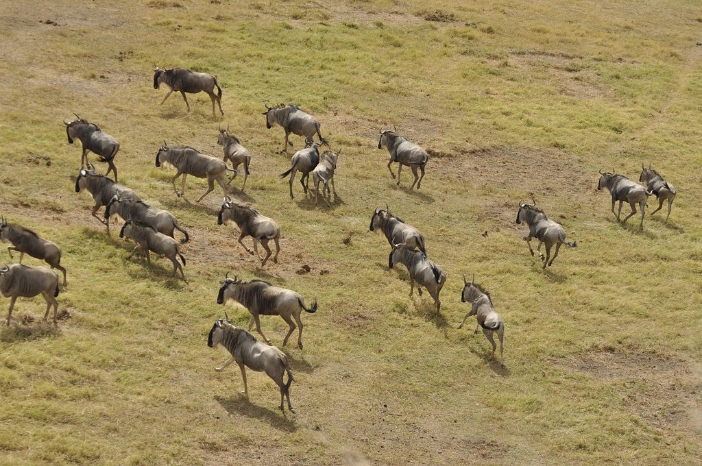 Wildebeest running across green plains, seen from above