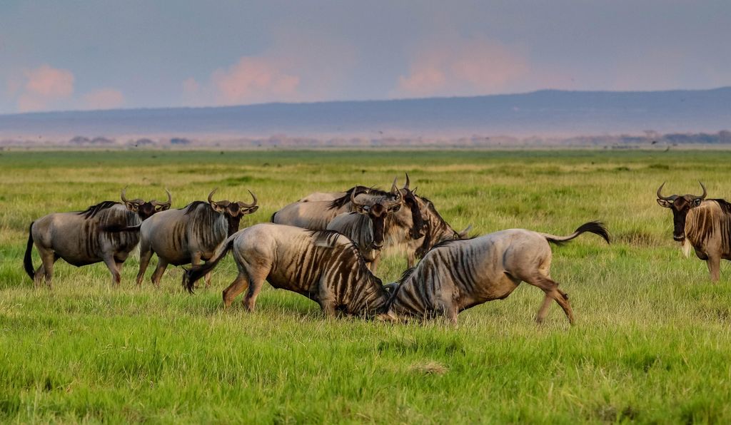 Wildebeest sparring on green grassland at dusk