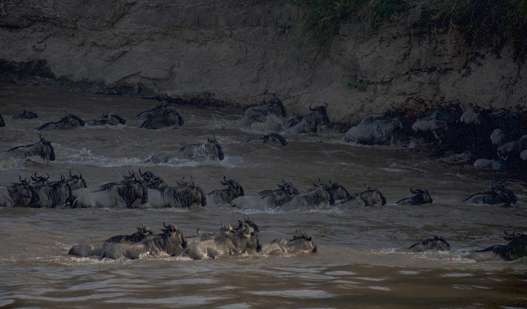 Wildebeest swimming across a river below a steep bank