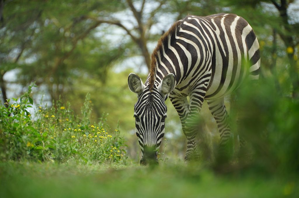 Zebra grazing in lush green bush