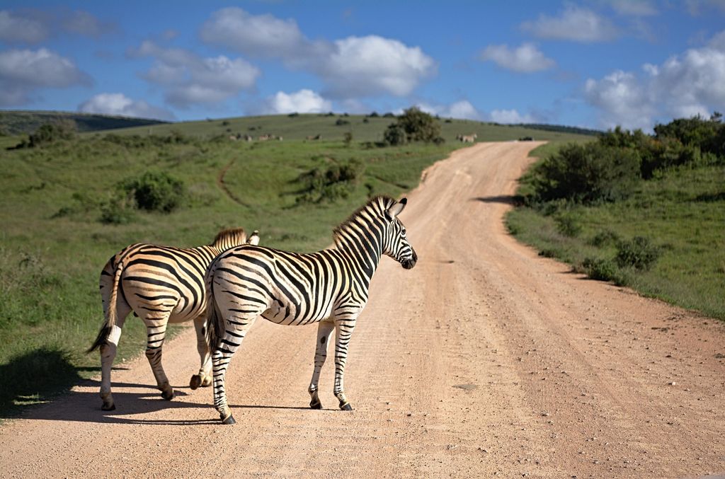Two zebras beside a dirt track through green hills
