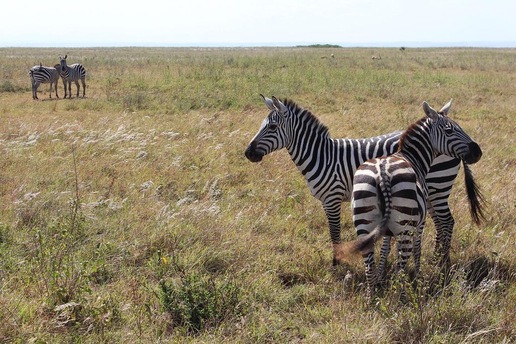 Zebras standing together in open grassland